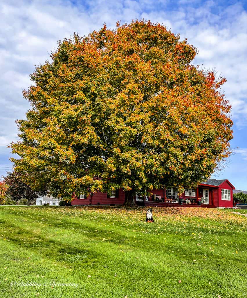 Large Maple Tree