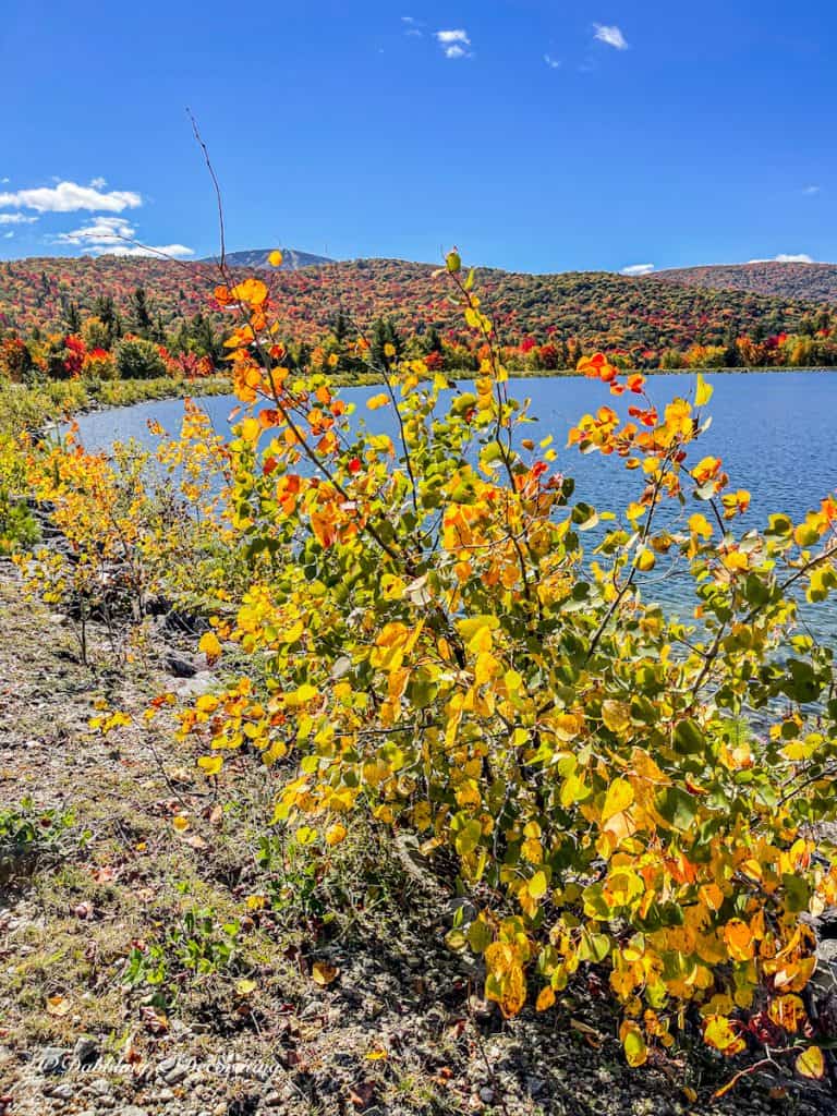 Vermont Foliage