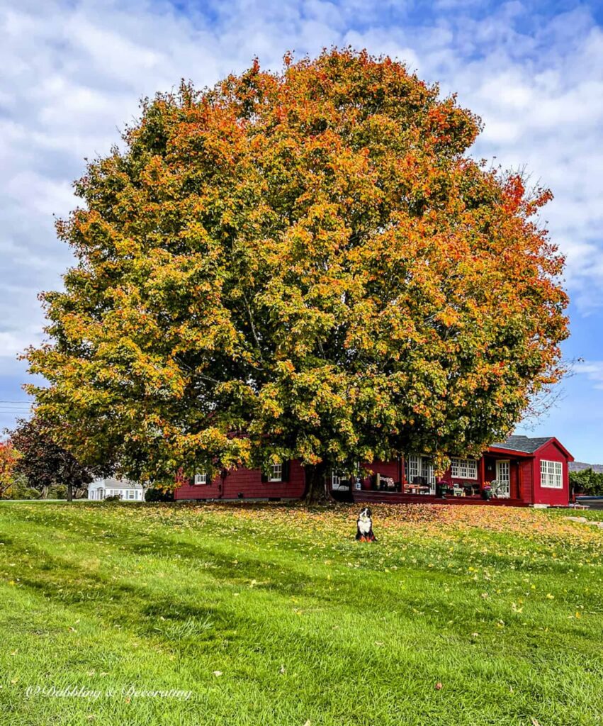 Red Vermont house with large yard and turning maple leaf tree with Bernese Mountain Dog waiting.
