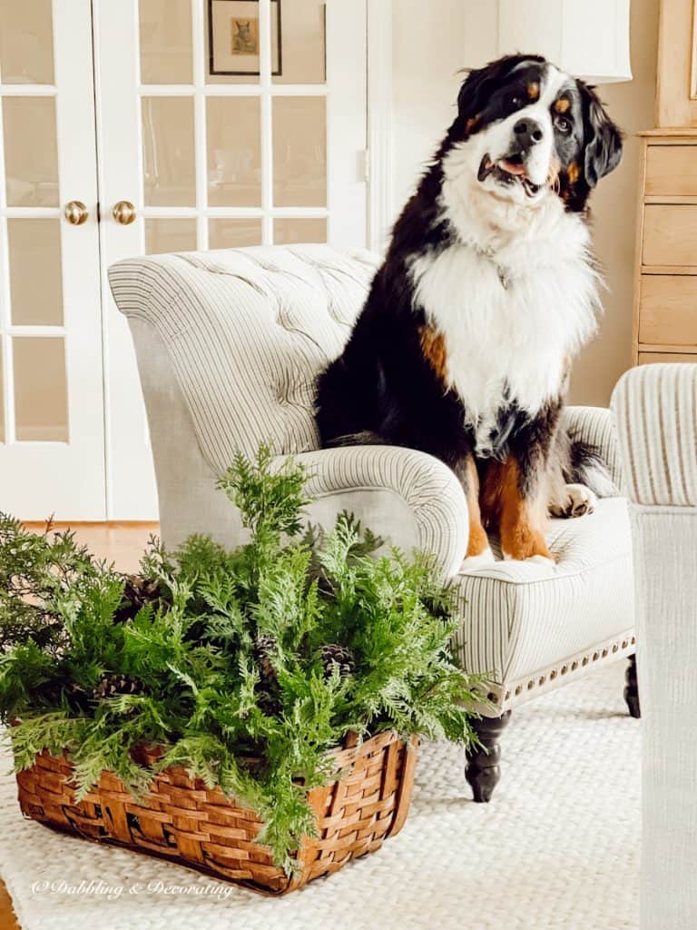 Bernese Mountain Dog and Evergreens