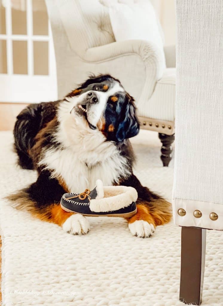 Bernese Mountain Dog, Ella on Rug