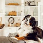 Bernese Mountain Dog