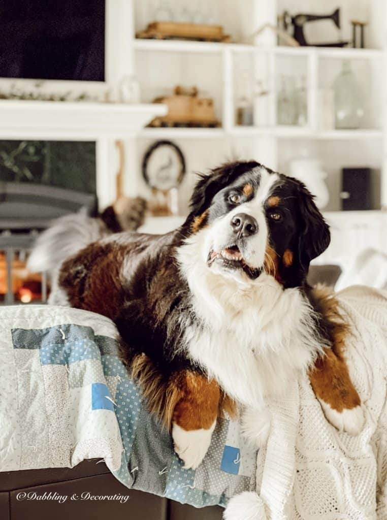 Bernese Mountain Dog on Couch
