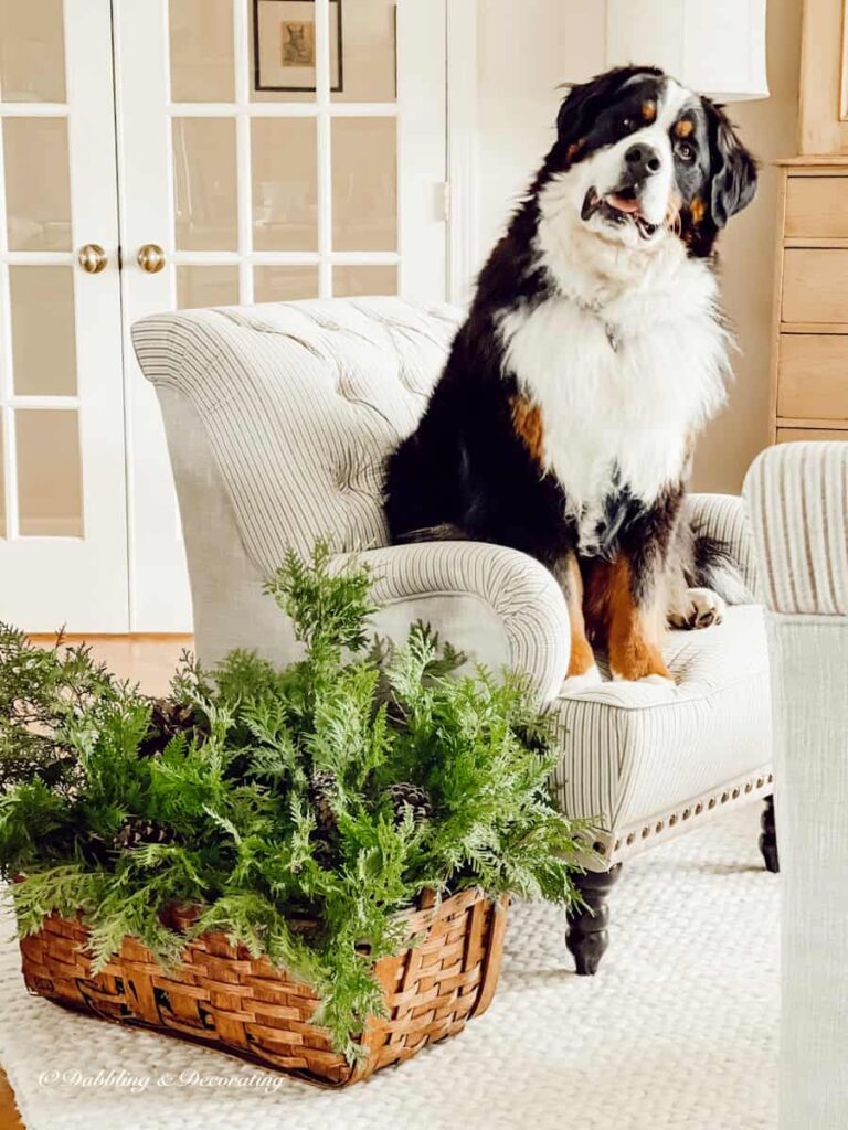 Bernese Mountain Dog in sitting room chair next to a basket of evergreens.