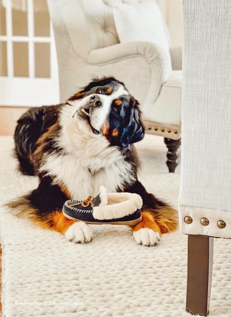 Bernese Mountain dog on white rug with slipper on sitting room floor.