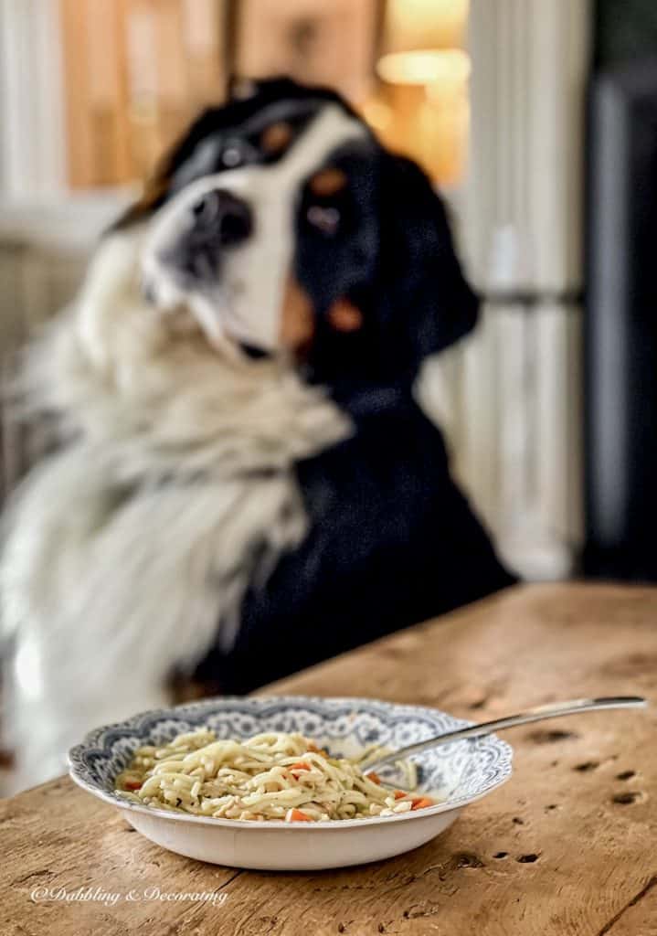 Bernese Mountain dog with a bowl of chicken noodle soup