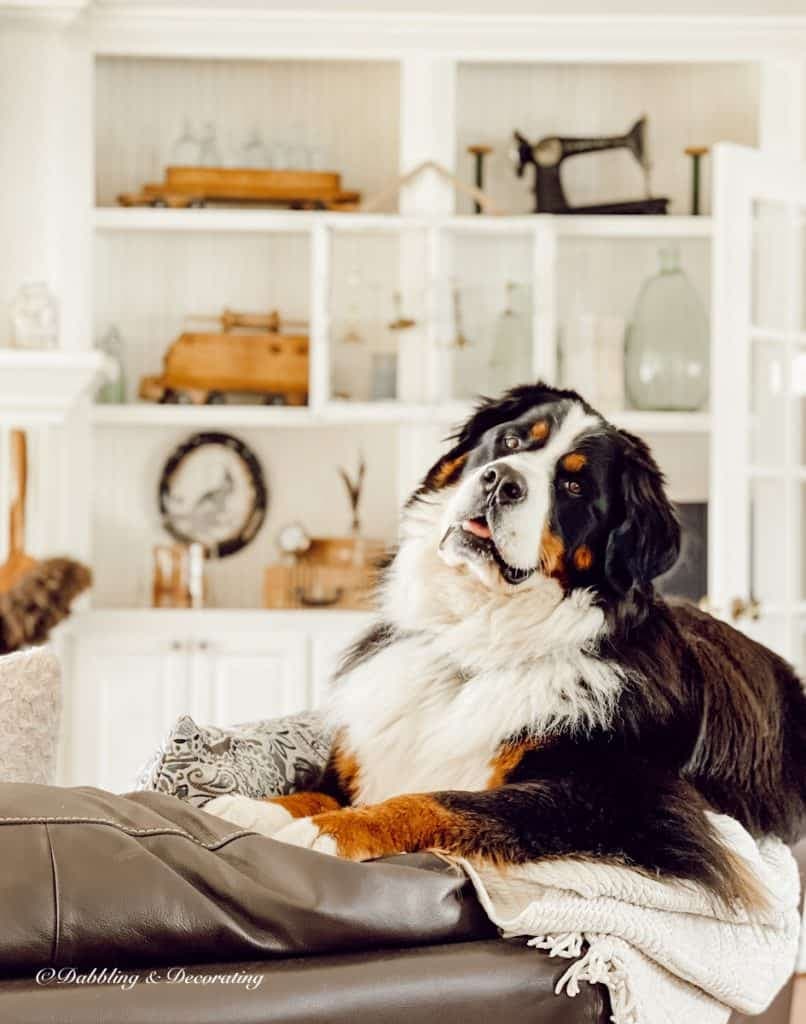 Bernese Mountain Dog in front of Vintage and Neutral Fireplace Built-ins.