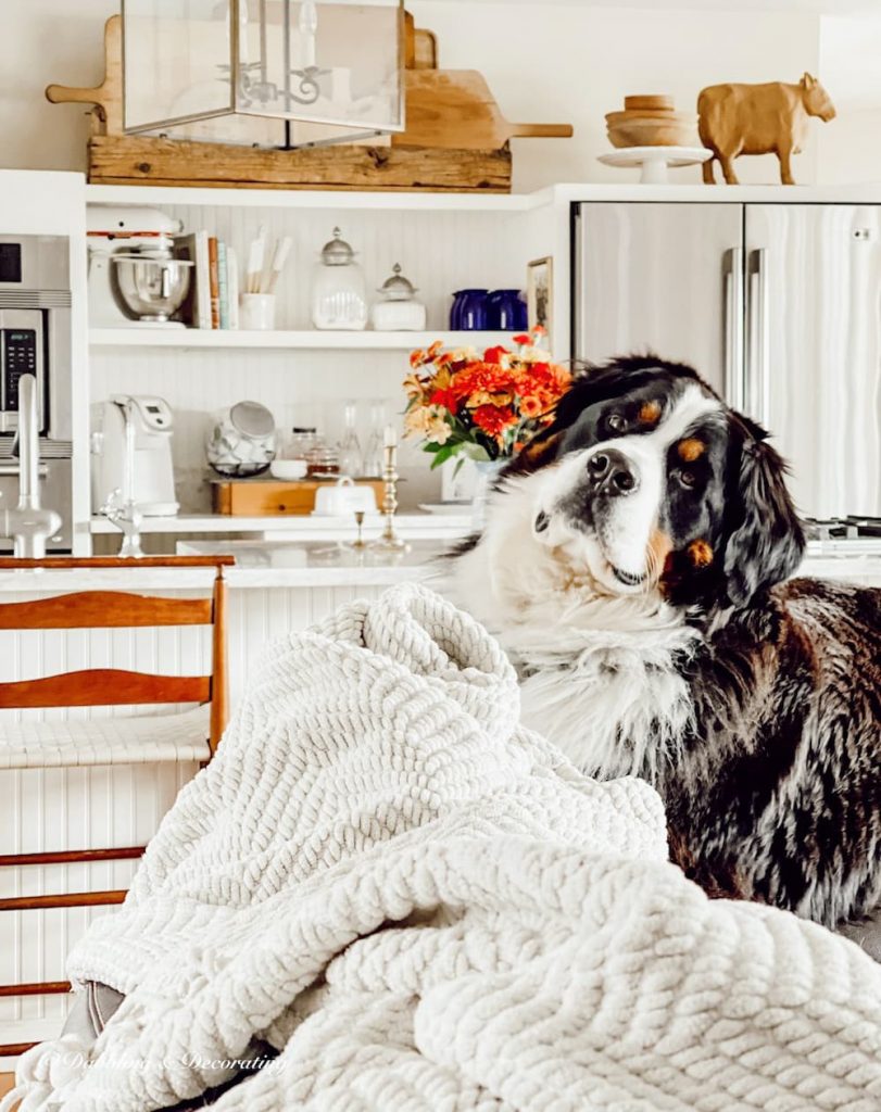 Bernese Mountain Dog