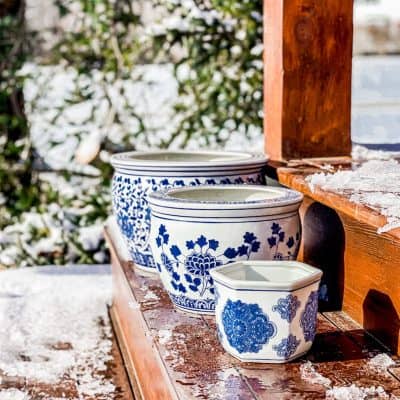 Blue and White Chinoiserie Pots with Evergreens