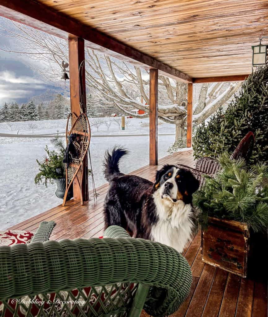 Bernese Mountain Dog on Porch