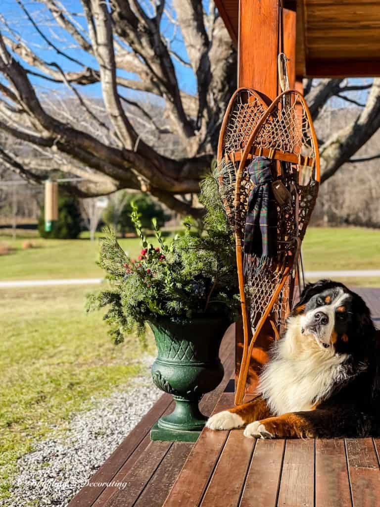 Bernese Mountain Dog