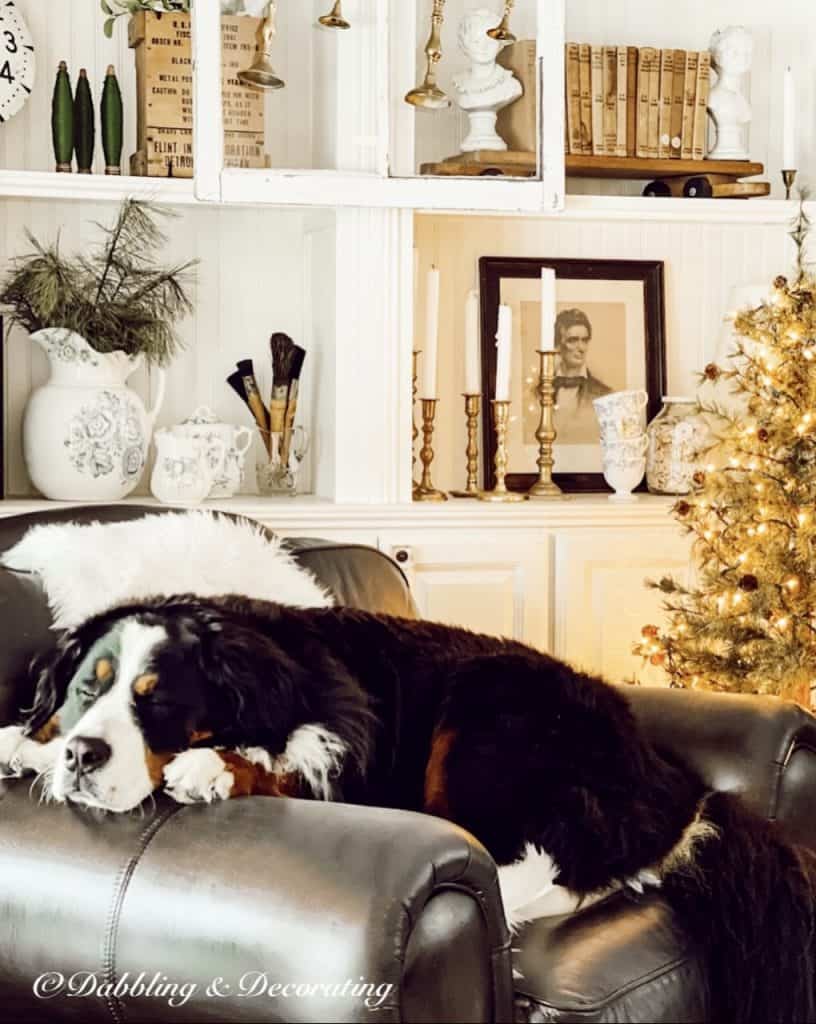 Bernese Mountain Dog in Chair