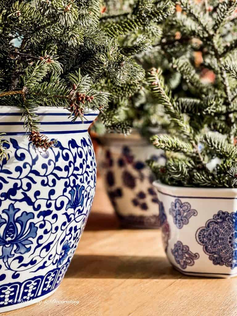 Blue and White Chinoiserie Pots with Evergreens