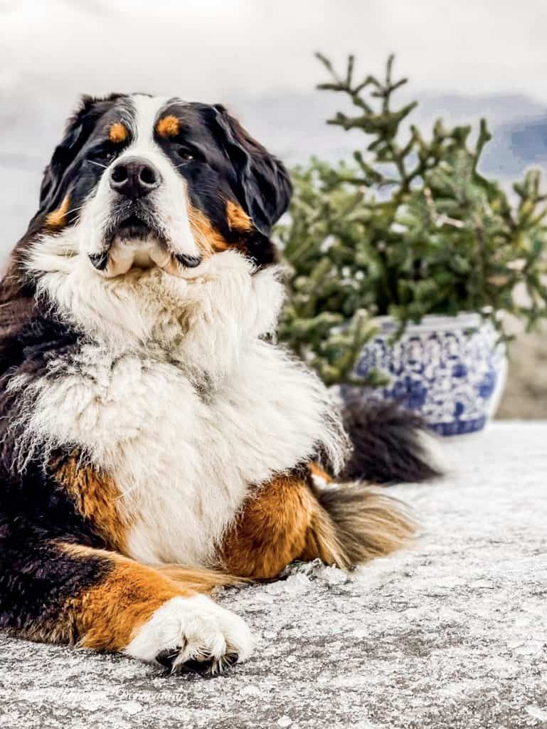 Bernese Mountain Dog