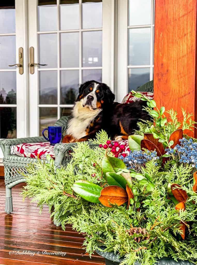 Evergreens and Bernese Mountain Dog