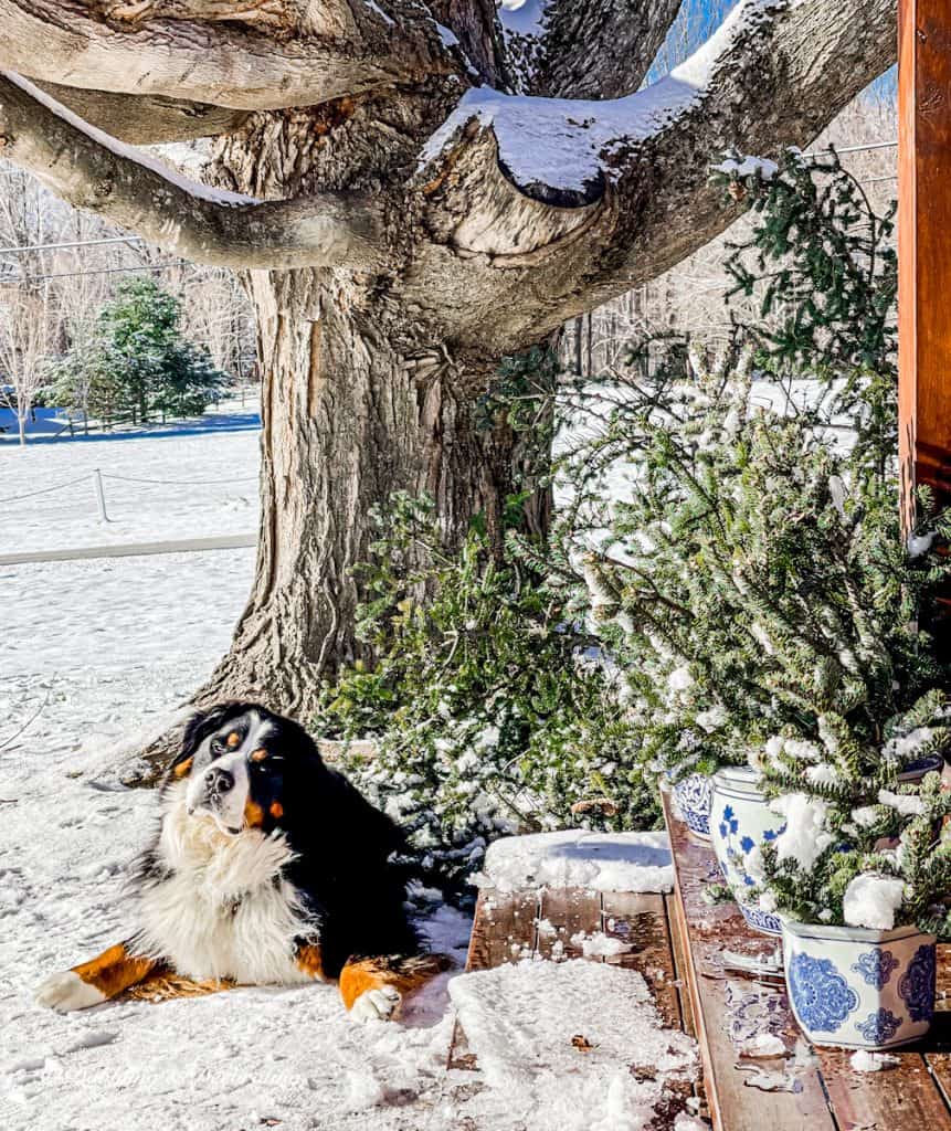 Blue and White Chinoiserie Pots with Evergreens and Dog