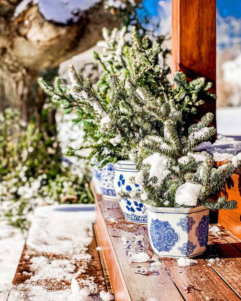 Blue and White Chinoiserie Pots with Evergreens