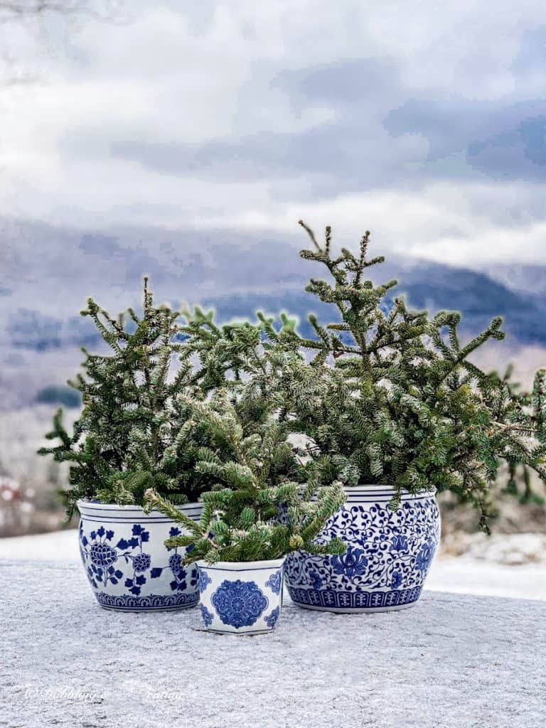 Blue and White Chinoiserie Pots with Evergreens