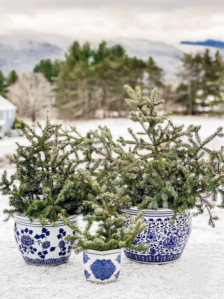Blue and White Chinoiserie Pots with Evergreens