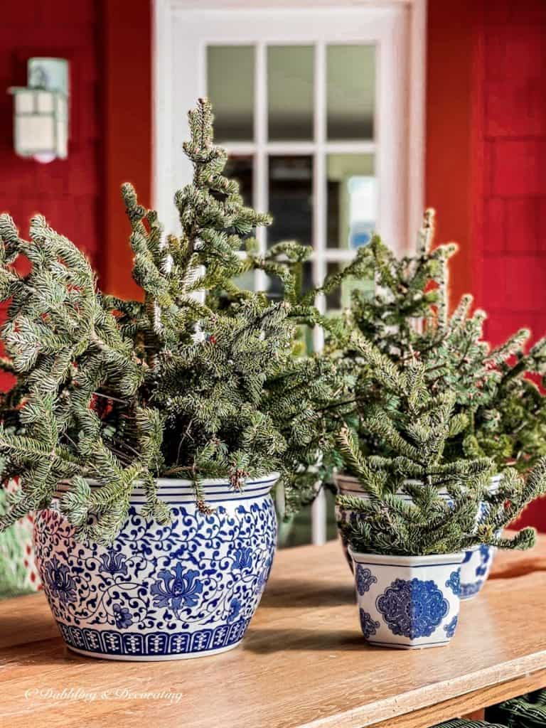 Blue and White Chinoiserie Pots with Evergreens