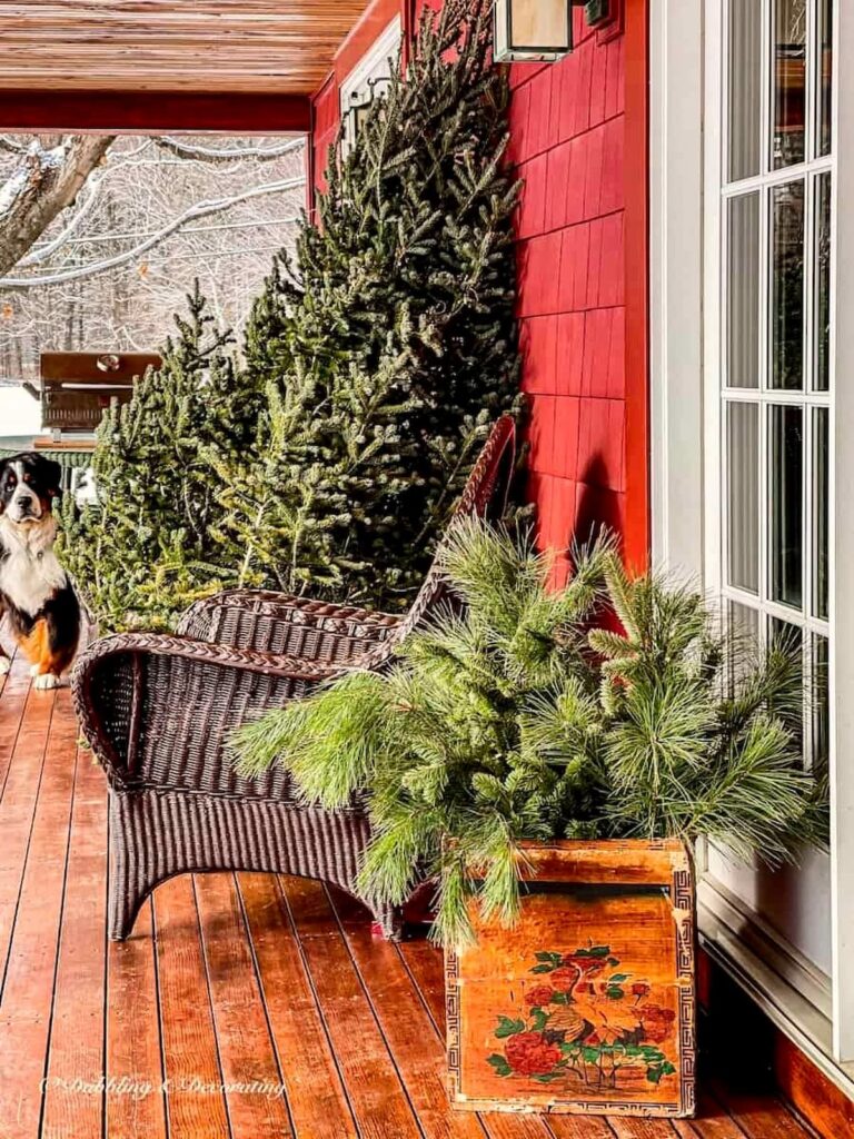 Vintage ski house porch styled with a crate of evergreens, bare Christmas tree and Bernese Mountain Dog.