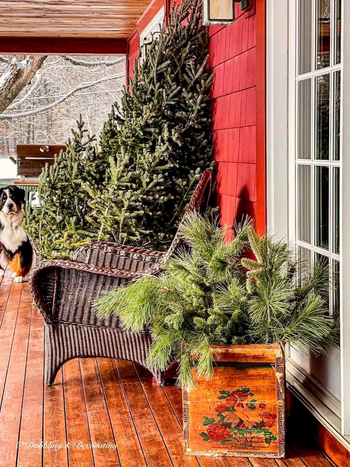 Vintage ski house porch styled with a crate of evergreens, bare Christmas tree and Bernese Mountain Dog.