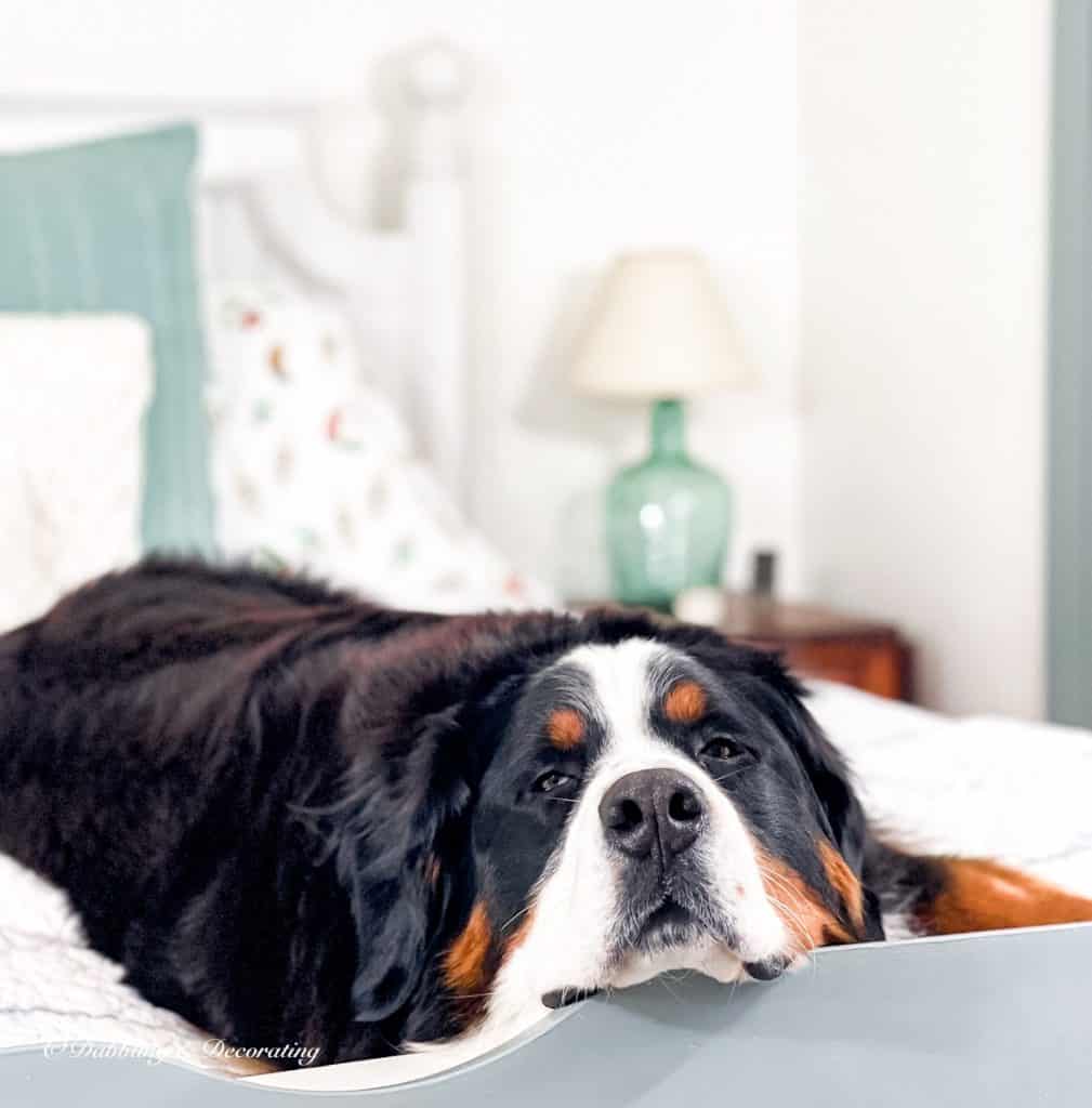 Bernese Mountain Dog