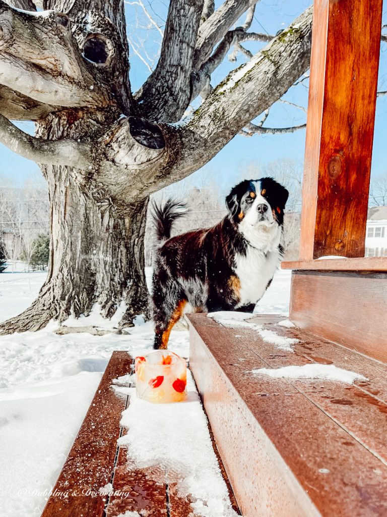 Bernese Mountain dog with ice candle holders