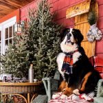 Bernese Mountain Dog