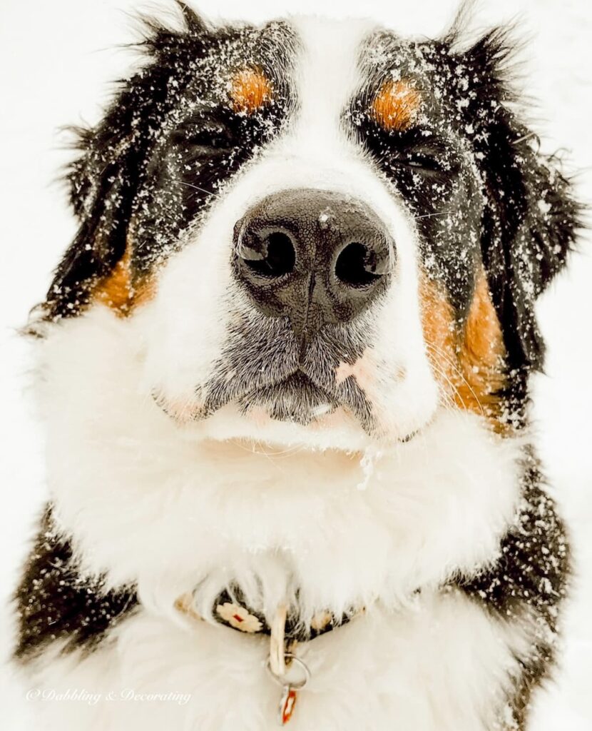 Bernese Mountain Dog, Ella on a cozy snow day.