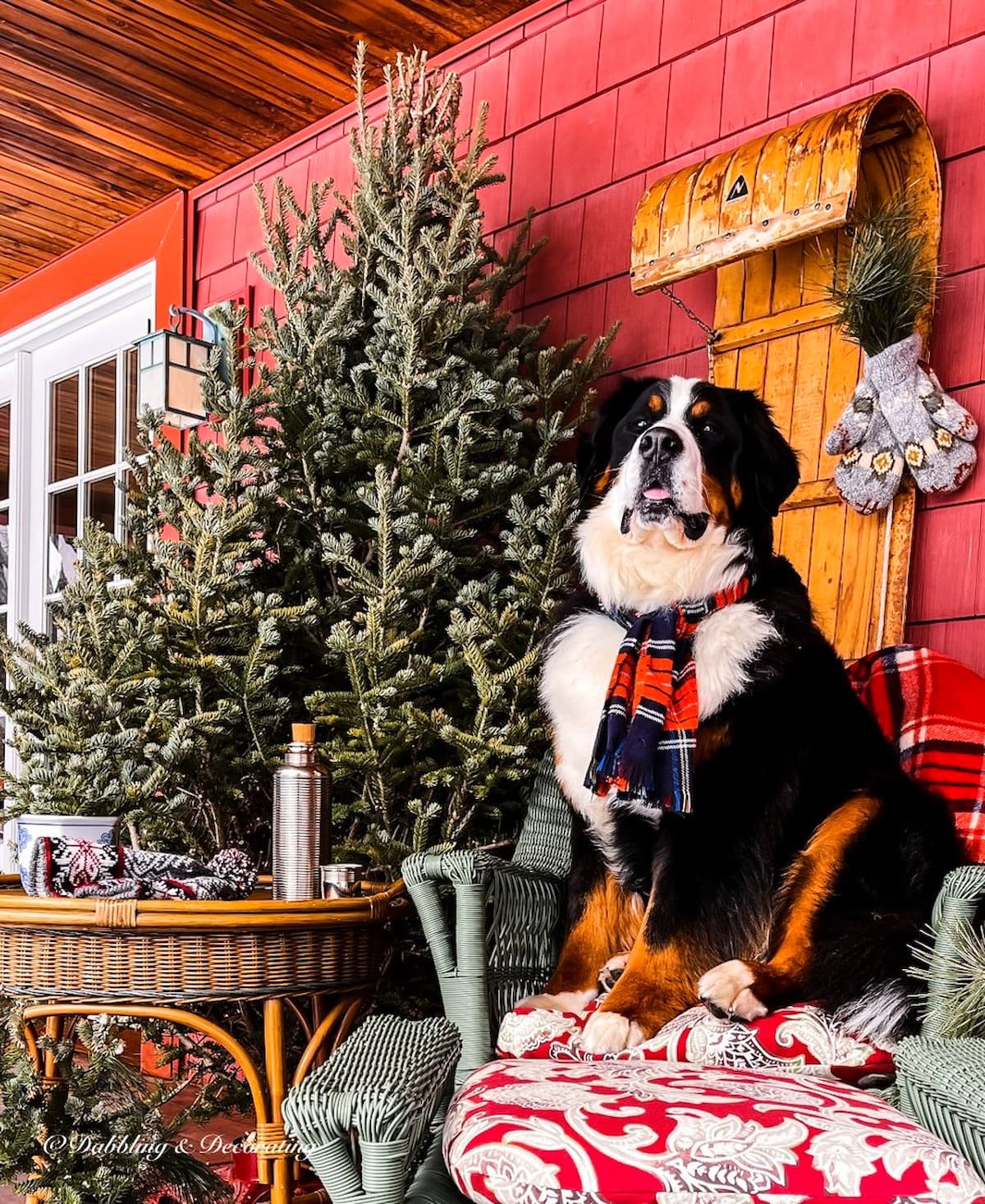Bernese Mountain dog sitting on porch chair in front of vintage toboggan sled and outdoor Christmas tree.