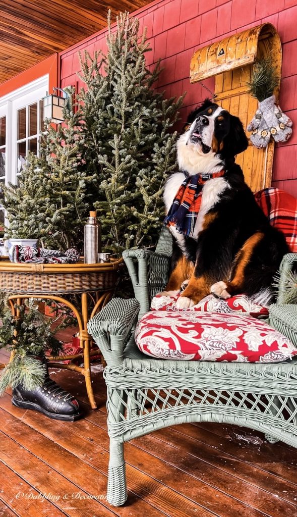 Bernese Mountain Dog sitting in wicker porch chair in front of vintage sled and Christmas tree.