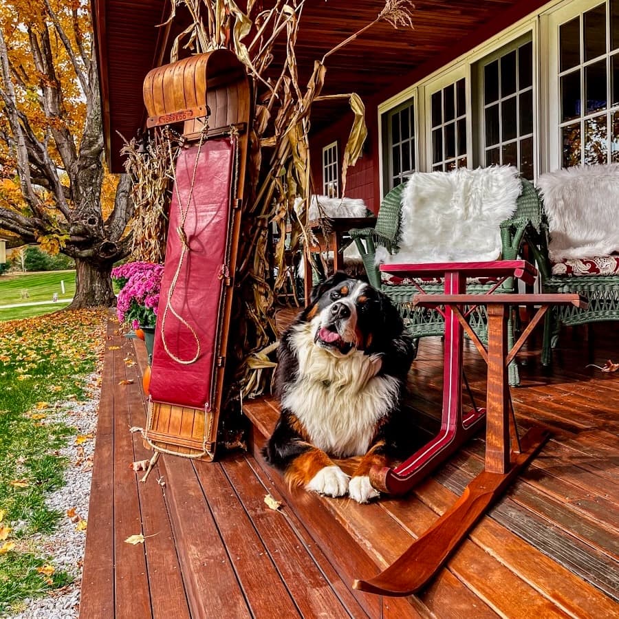 Collect and Decorate a vintage sled with old wooden toboggan or Jack Jumper sleds with Bernese Mountain Dog on porch.