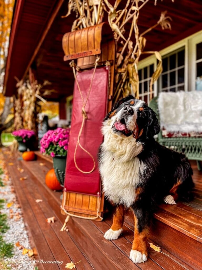 Vintage toboggan sled with red cushion on Vermont home porch with a Bernese Mountain Dog posing.