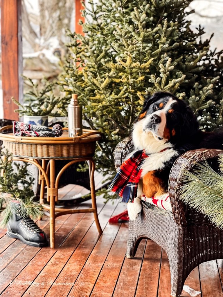 Bernese Mountain Dog sitting in outdoor porch chair next to a Christmas tree with a plaid scarf.