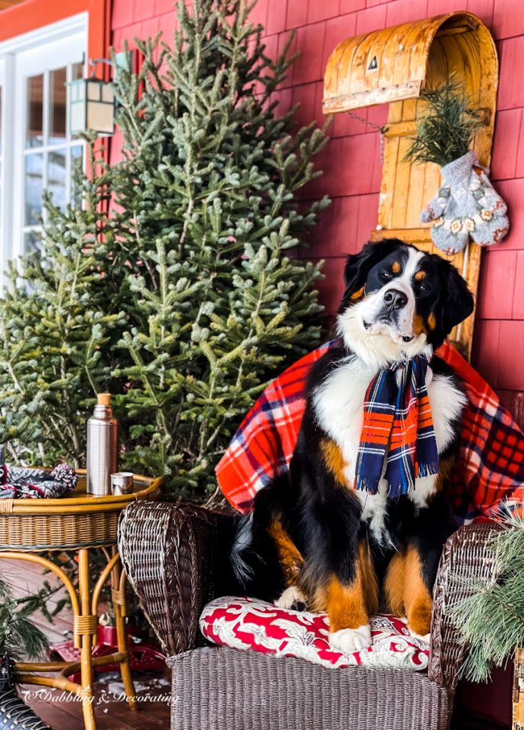 Bernese Mountain dog with red scarf and blanket on chair in front of wooden sled decor and Christmas tree on porch.