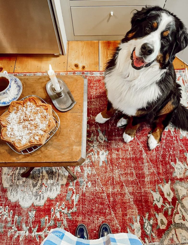 Bernese Mountain Dog in Kitchen