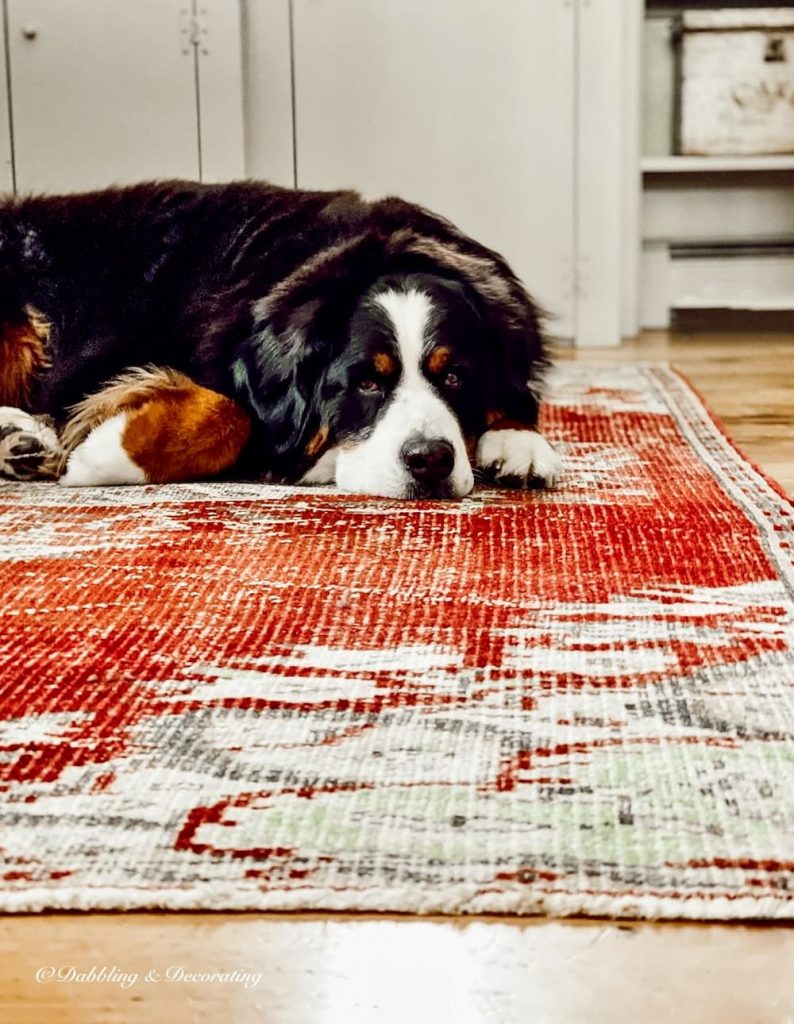 Dog on Rug