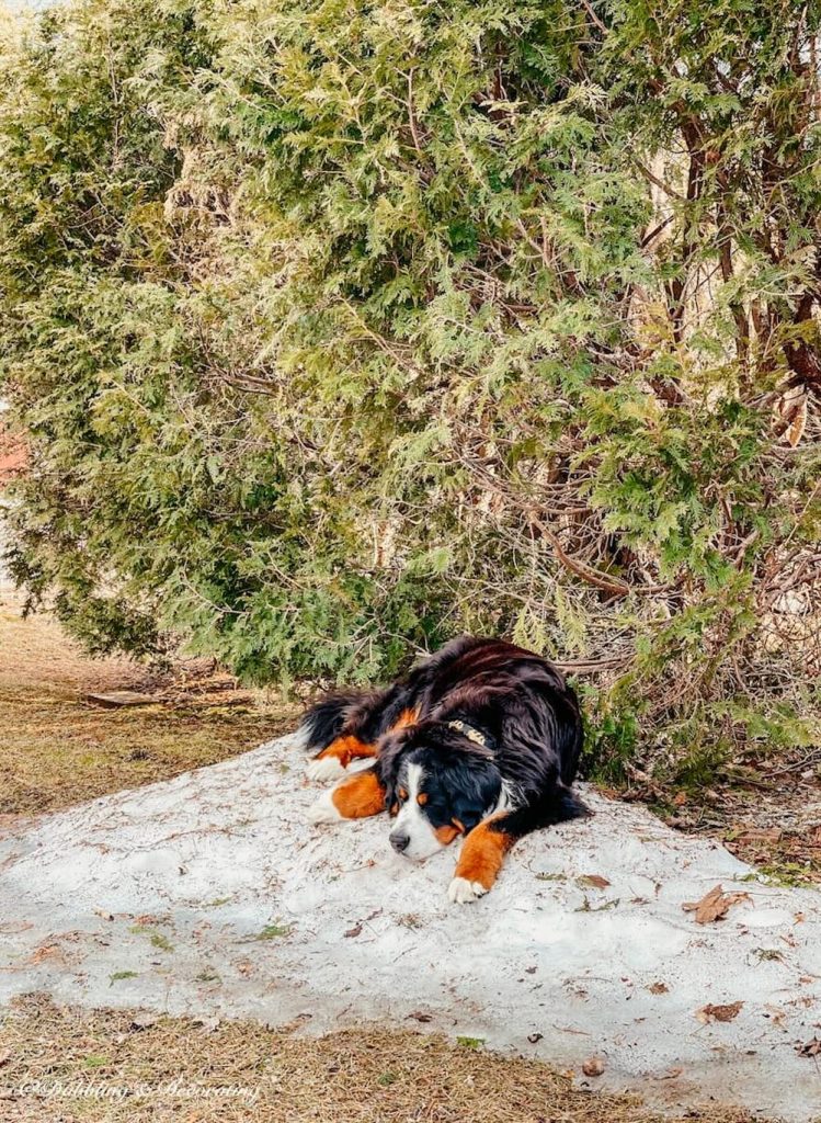 Bernese Mountain Dog