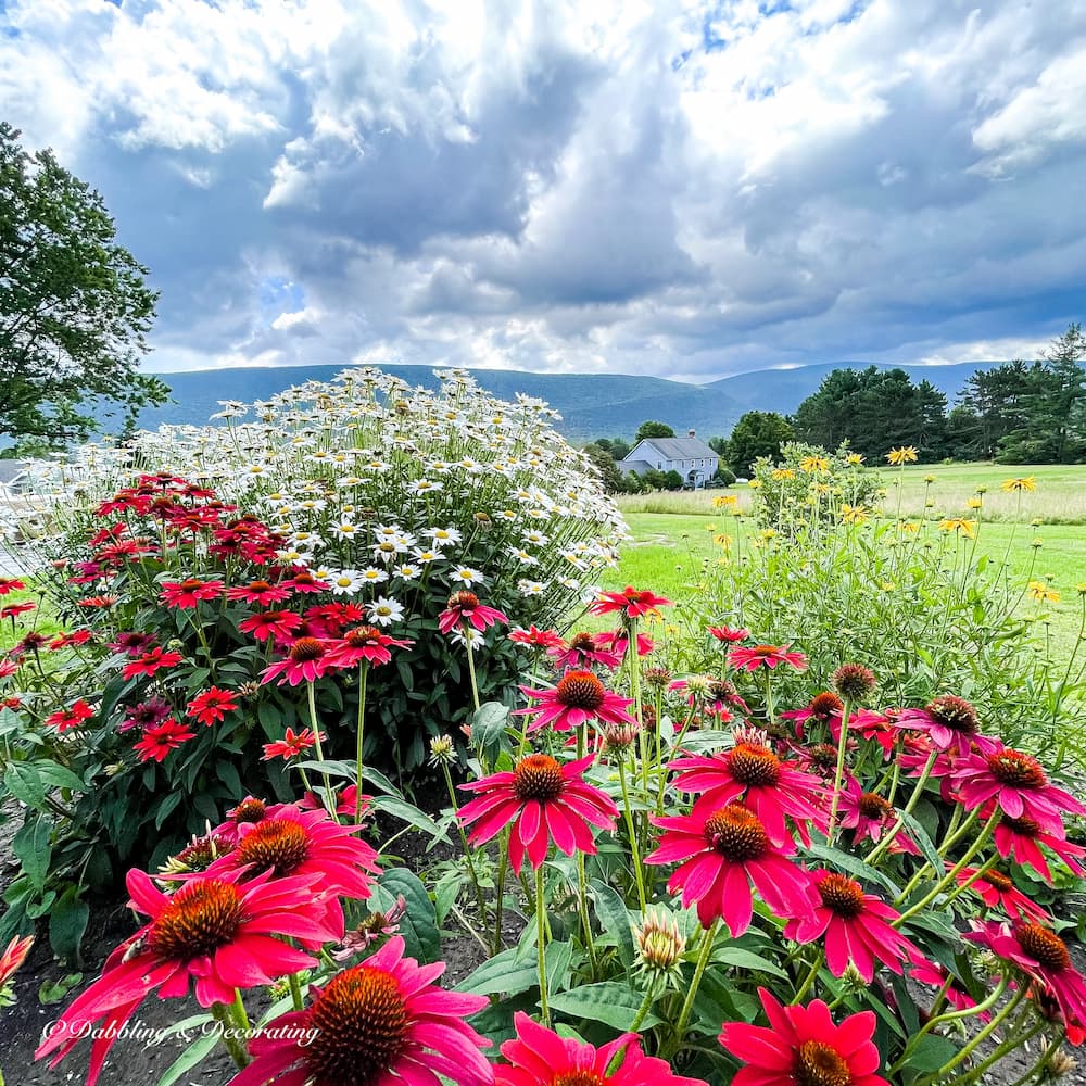 Red and white flowers in a field under a cloudy sky, perfect for home decoration.