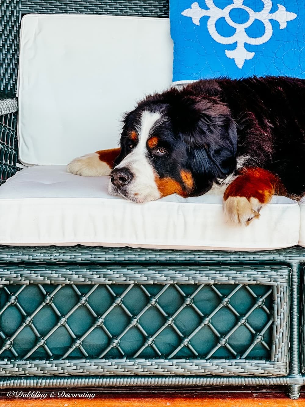 Bernese Mountain Dog resting on all weathered wicker furniture with white cushions on covered porch.