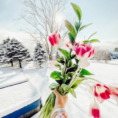 Pink Tulips and Snow
