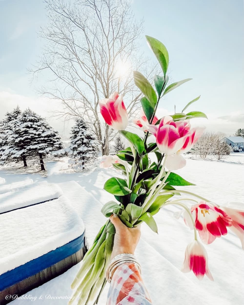 Pink Tulips and Snow