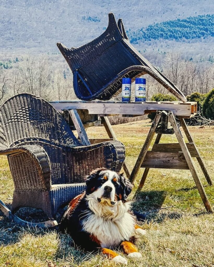 Two wicker chairs ready for painting and a Bernese Mountain Dog looking on in how to spray paint wicker chairs.