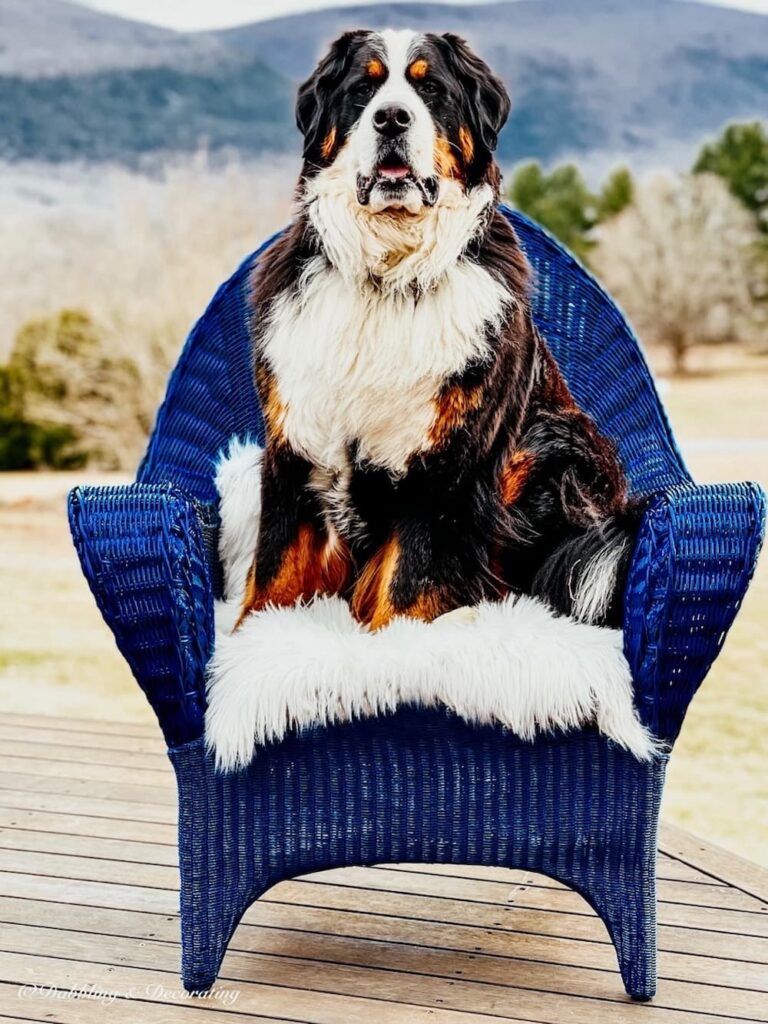 Bernese Mountain Dog sitting on painted blue wicker chair with sheepskin outside.