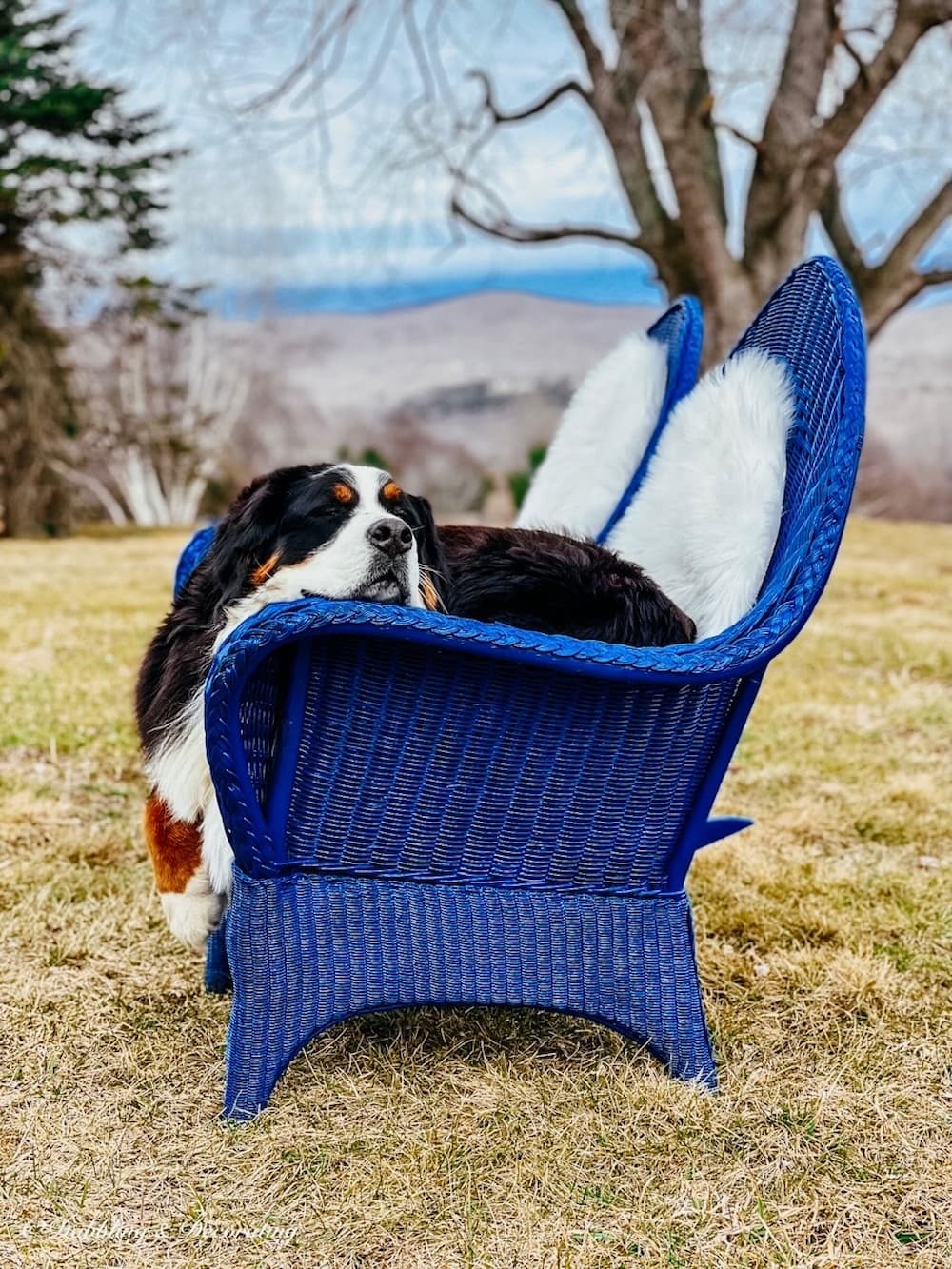 Two blue wicker chairs with white sheepskins and a Bernese Mountain dog sleeping in the chair on outdoor lawn.
