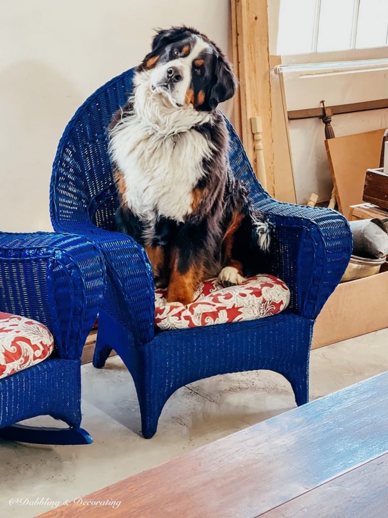 Bernese Mountain Dog Sitting in Blue Chair