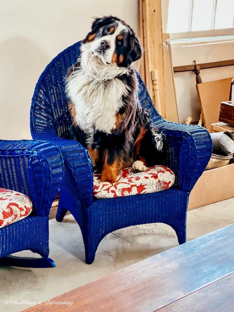 Bernese Mountain Dog sitting in newly painted blue wicker chair with red and white cushion in garage.