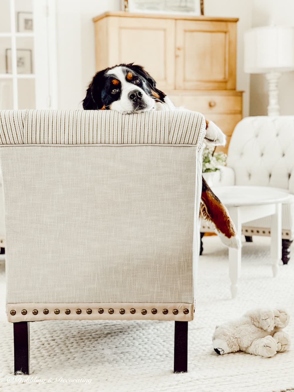 Bernese Mountain Dog Hanging over chair