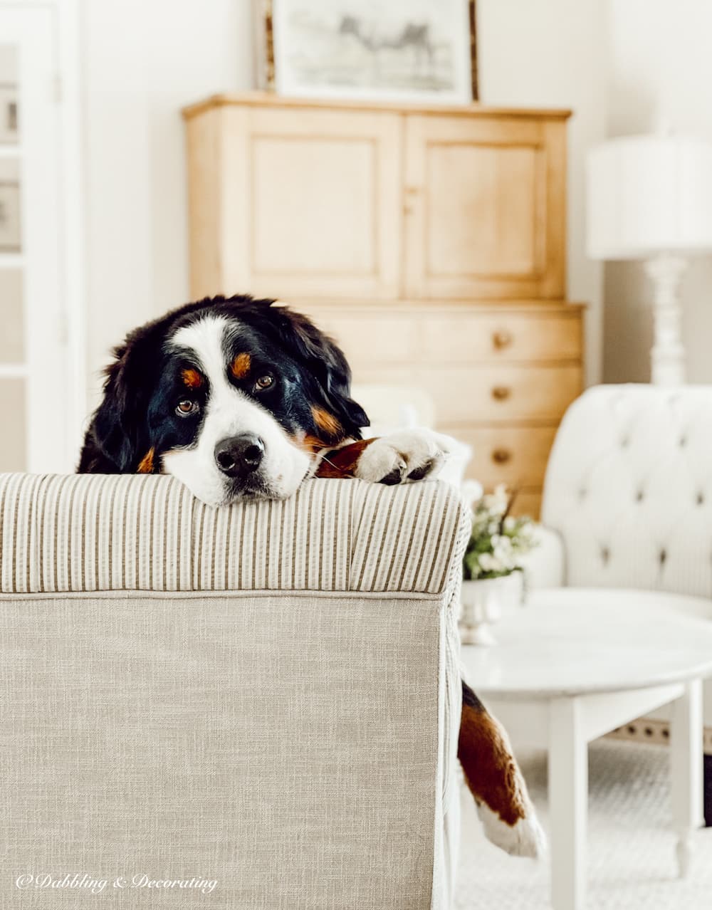 Bernese Mountain Dog on chair.